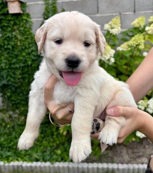 Zlatý retriever šteniatka narodené 16.6.2025 - 3