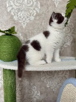 Britské mačiatka s PP - 3