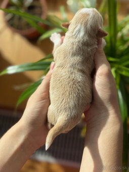 Havanský psík s PP - 3