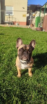 Francúzsky buldoček s PP - 3