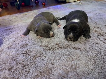 Americky Staffordshirsky Terrier - 3