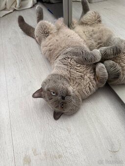 Krytie britský kocuri - 3