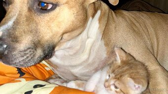 Darujeme staforda – LEN do dobrých rúk - 3