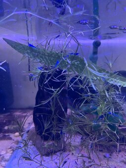 Neocaridina blue dream - 3