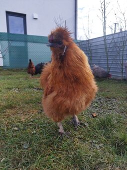 Kohút hodvabnicky - 3