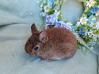 Zakrslý rex - kastorex LO samček - 3