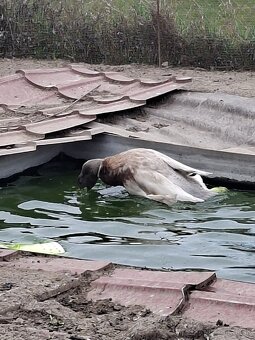 Nasadové vajíčka - 3