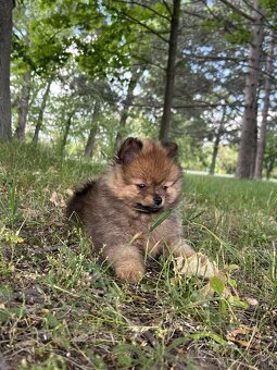 Pomeranian - 3