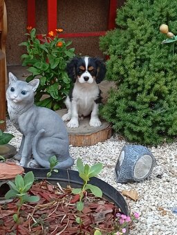Cavalier, kavalier, cavalier king charles spaniel - 3