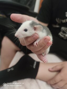 Dumbo potkan - 3