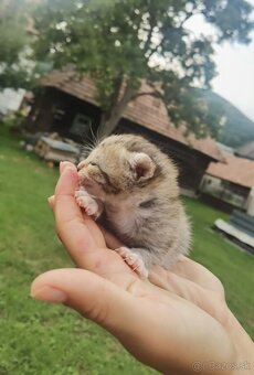 Darujeme mačičky do dobrých rúk - 3