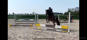 Welsh Pony D - 3