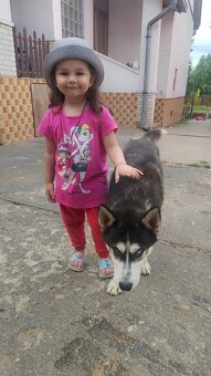 Predam/vymenim husky sucku - 3
