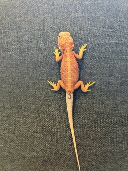 Agama bradatá - samice aj samce - 3
