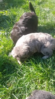 Šteniatka na adopciu Drietoma - 3