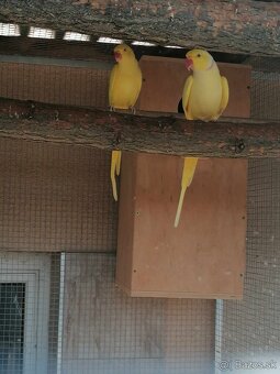 Alexander malý žltý,Samička posledný kus. - 3