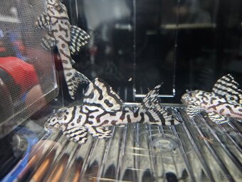 L 236 Super White - odchov - 3