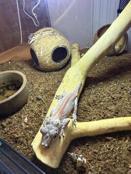 Gekón 2x + terarium - 3