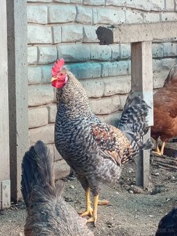 Kohút GREEN SHELL - 3