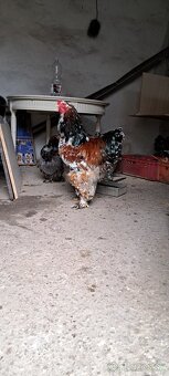 Brahmanky - 3