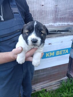 Šteniatka kaukazský ovčiak - 3