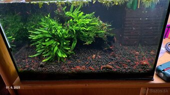 Predam krevetky Neocaridina red cherry - 3