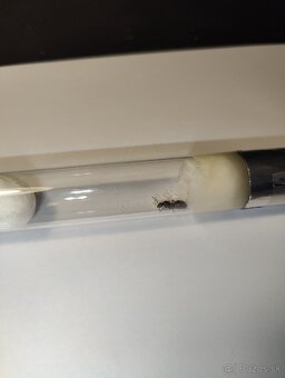Mravce Formica fusca - kráľovná - 3