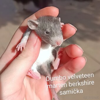 ❤ Exkluzívne dumbo, velveteen, rex potkaníky - 3