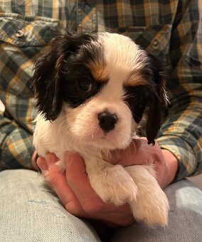Cavalier king charles spaniel - 3