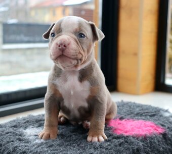 American bully - 3