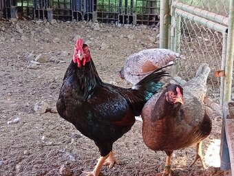 Indická bojovníčka - 3