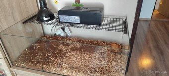 Terarium - 3
