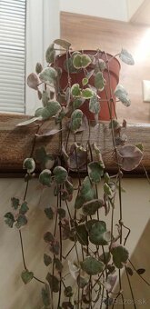 Izbová rastlina - 3