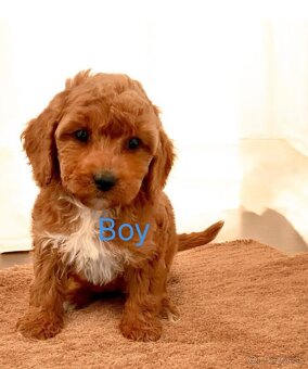 Maltipoo dark red - 3