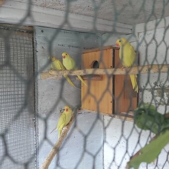 Alexander  malý - 3