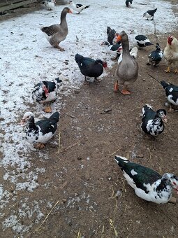 Predám čínske kačice - 3