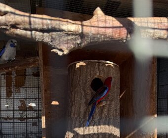 Penanty a papagáj kráľovský - 3