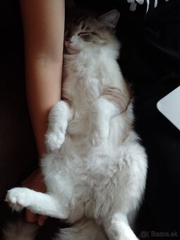 Ragdoll kocur - 3