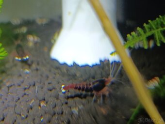 Dark red Ruby extrem - 3