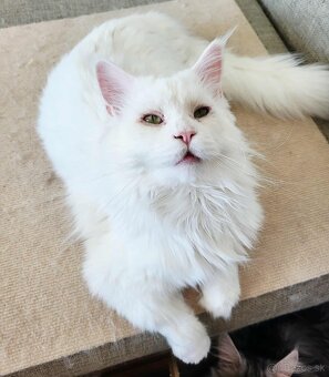 Kocúr Maine Coon s PP - 3