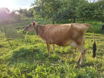 A2A2 jersey mlieko - 3