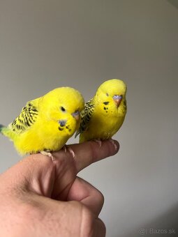 Andulka Maznačik - 3