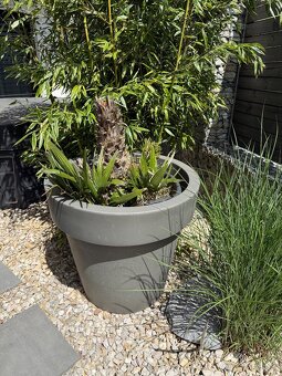 Masívny plastový kvetináč + palma - 3