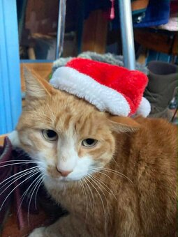 Darujem kocurika - 3