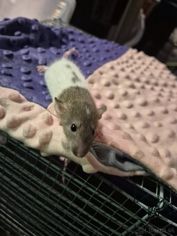 Potkan -potkaníky - 3