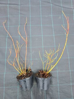 Čučoriedky sadenice - 3