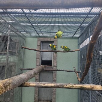 Amazonan modročely - 3