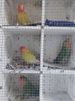 Predam agapornis - 3