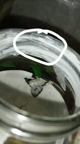 suchá bariéra proti úniku zvierat - 3