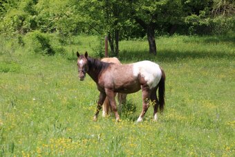 Appaloosa zrebceky bratia - 3